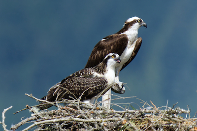 Ospreys J24